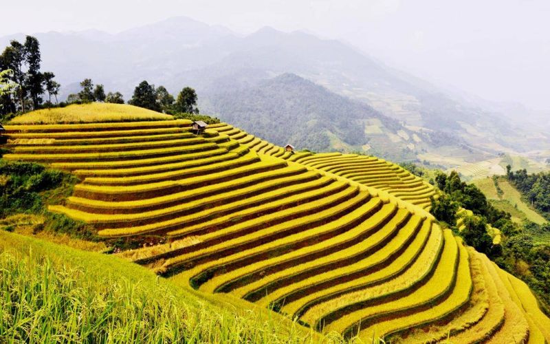 ruộng bậc thang