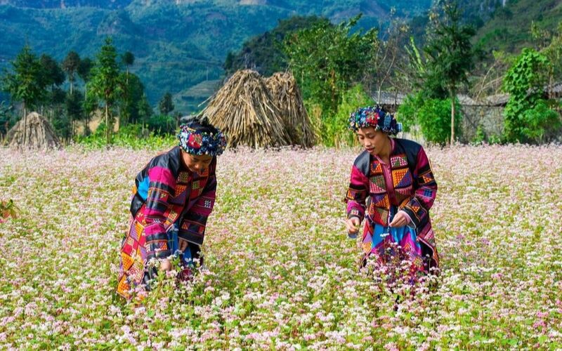 đi hà giang mùa thu